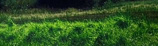 grass